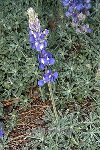 lupinus grayi 3 graphic